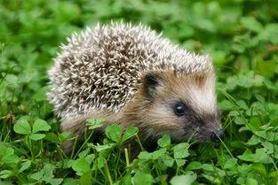 动物爆料可爱刺猬视频 第1张 动物爆料可爱刺猬视频 第1张